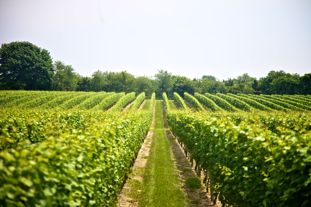 Sparkling Point long island wine country