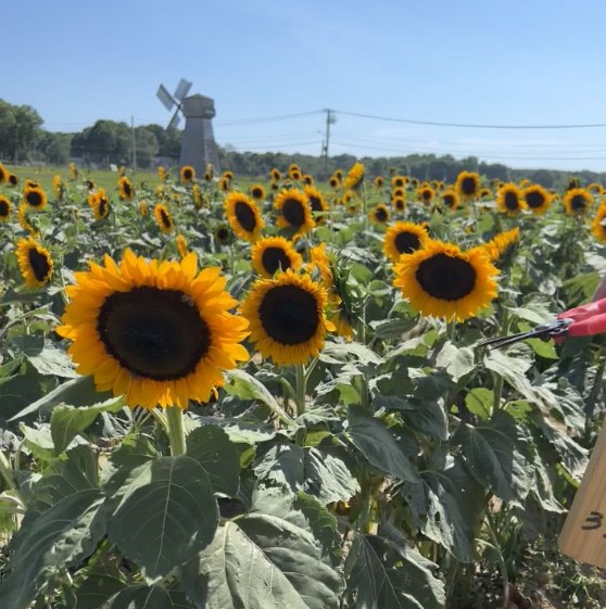 sunflowers at waterdrinker