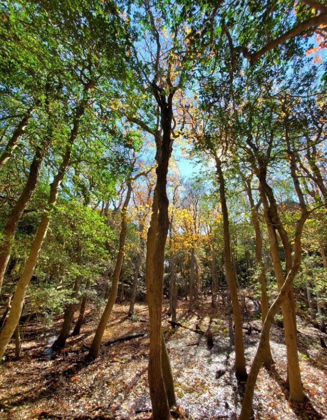 sunken forest