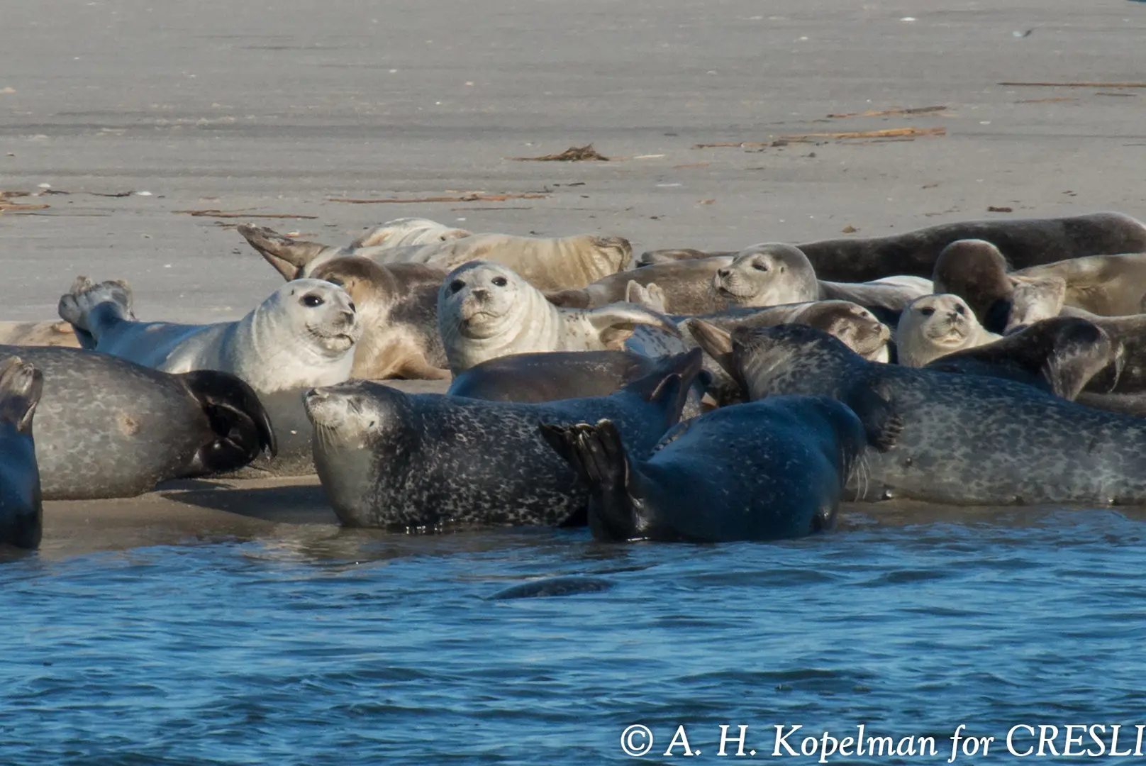 Seal Walk