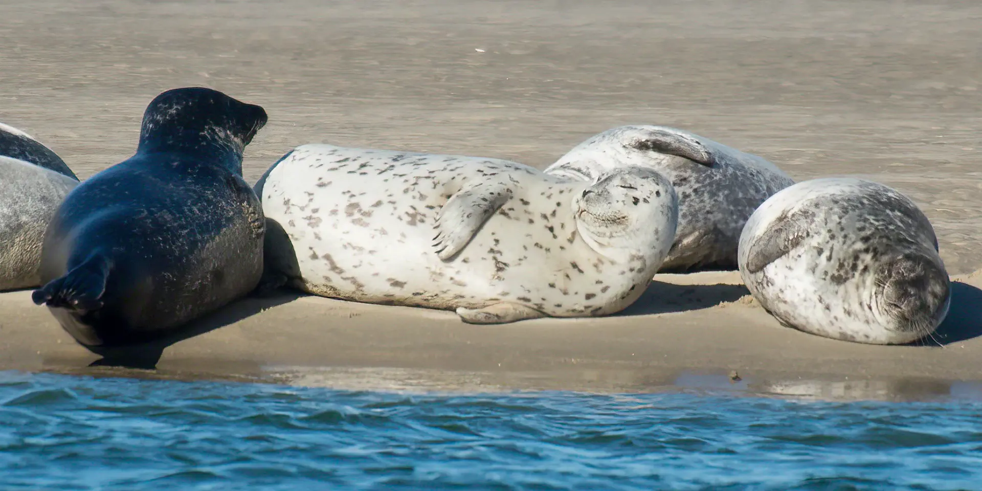 Seal Watching Season