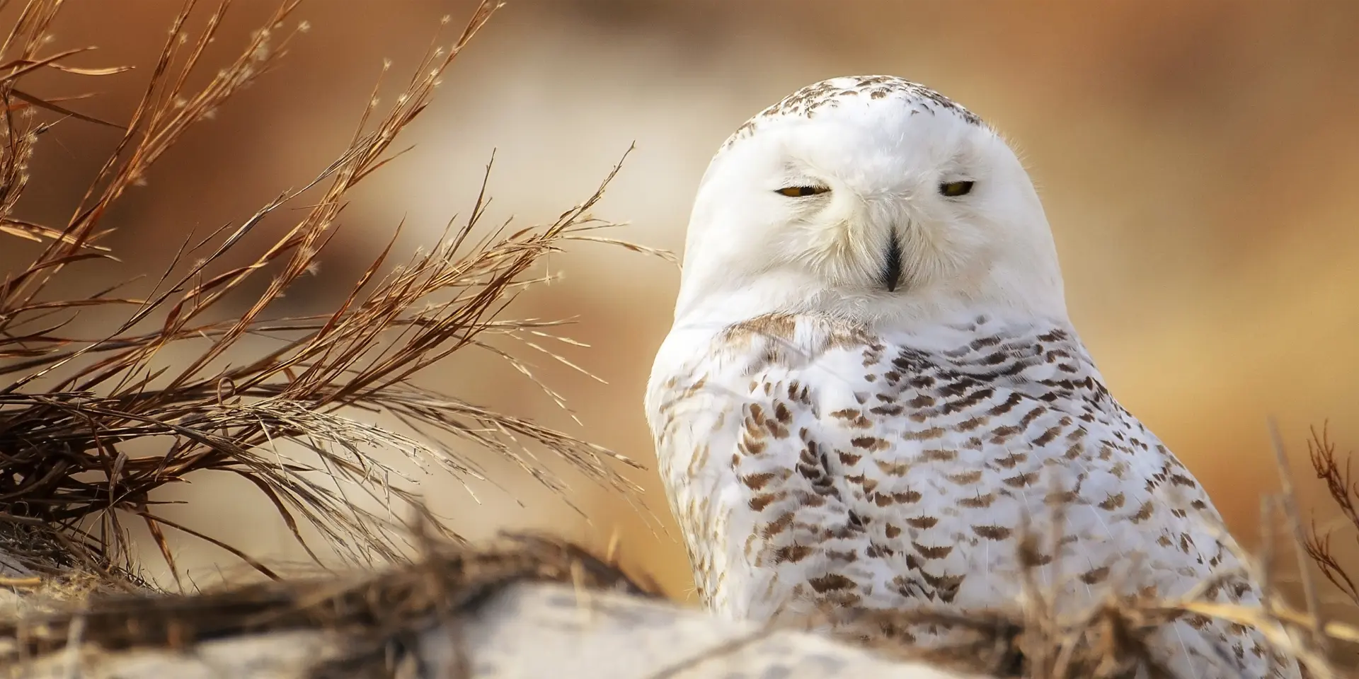 Snowy Owl