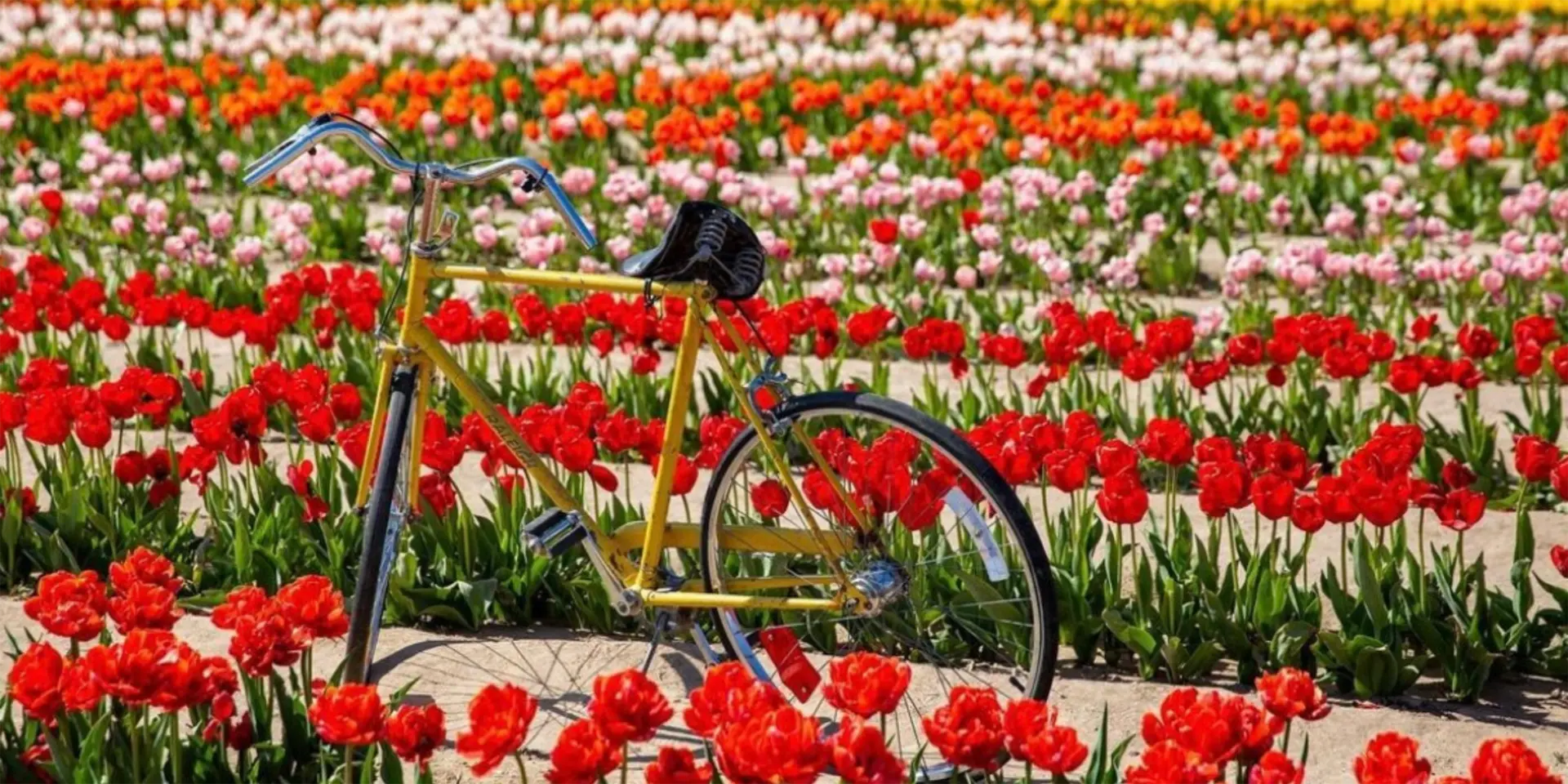 Yellow bike parked in the middle of bright colorfull tulips