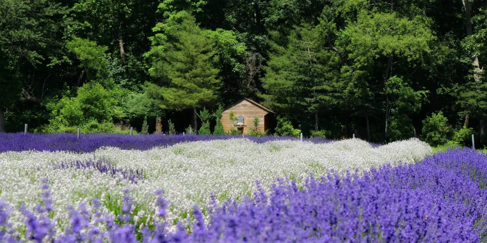 Lavender field with a wooden cabin in the background surrounded by trees.