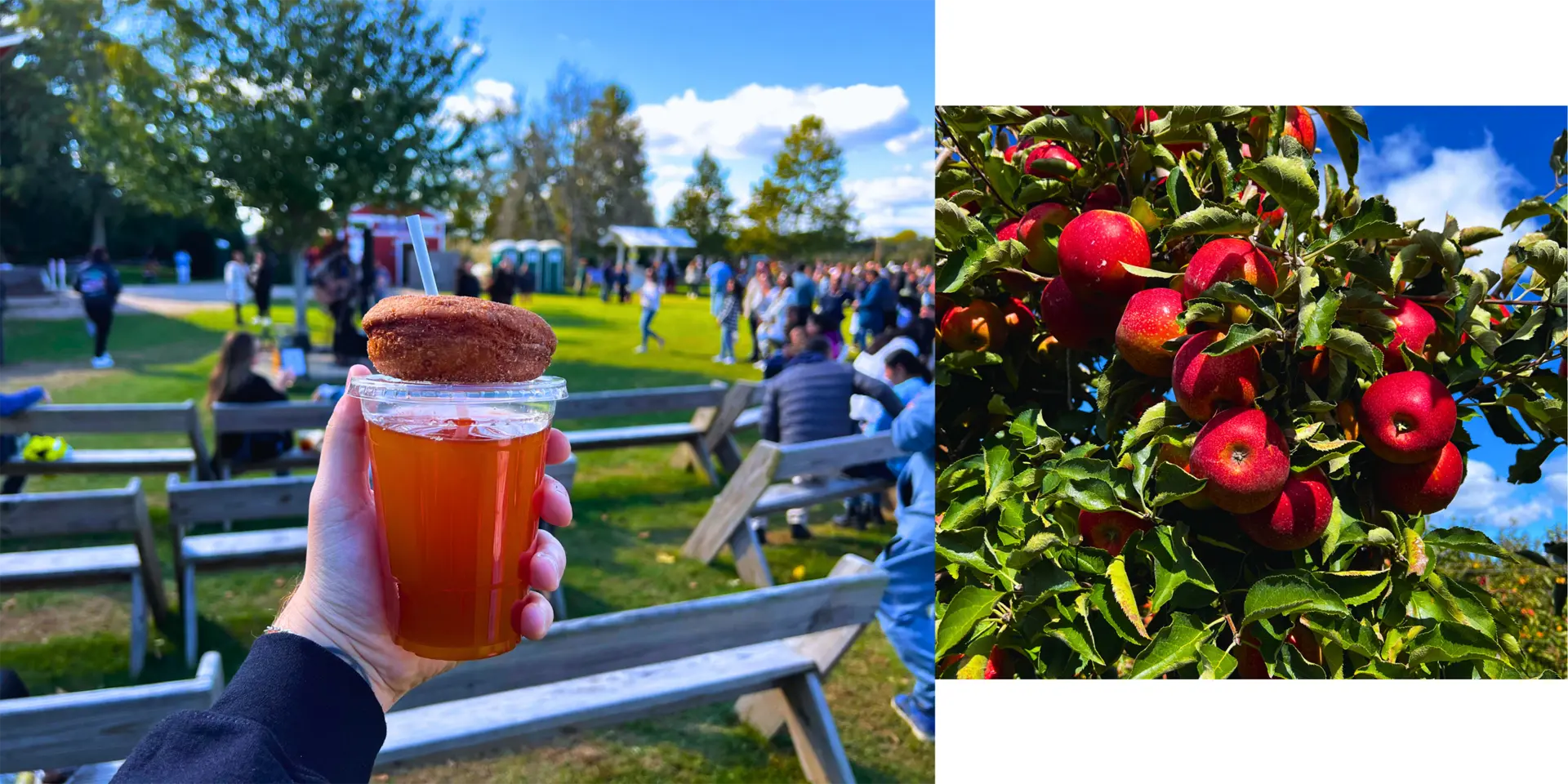 Harbes Orchard