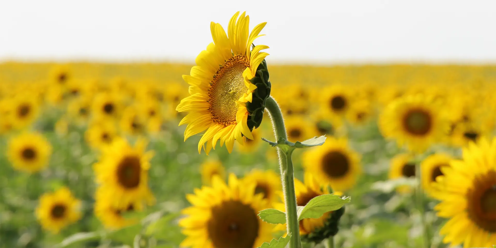 Harbes Farms Sunflowers