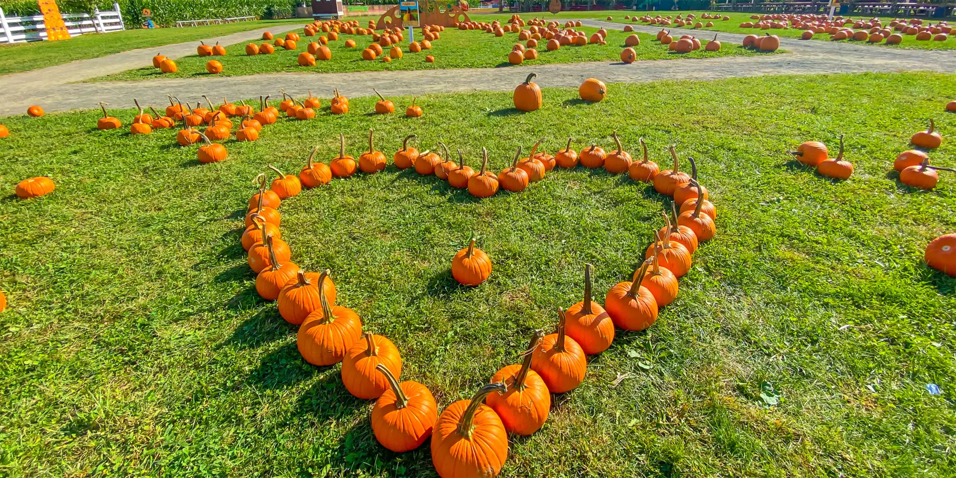 White Post Farms Pumpkins