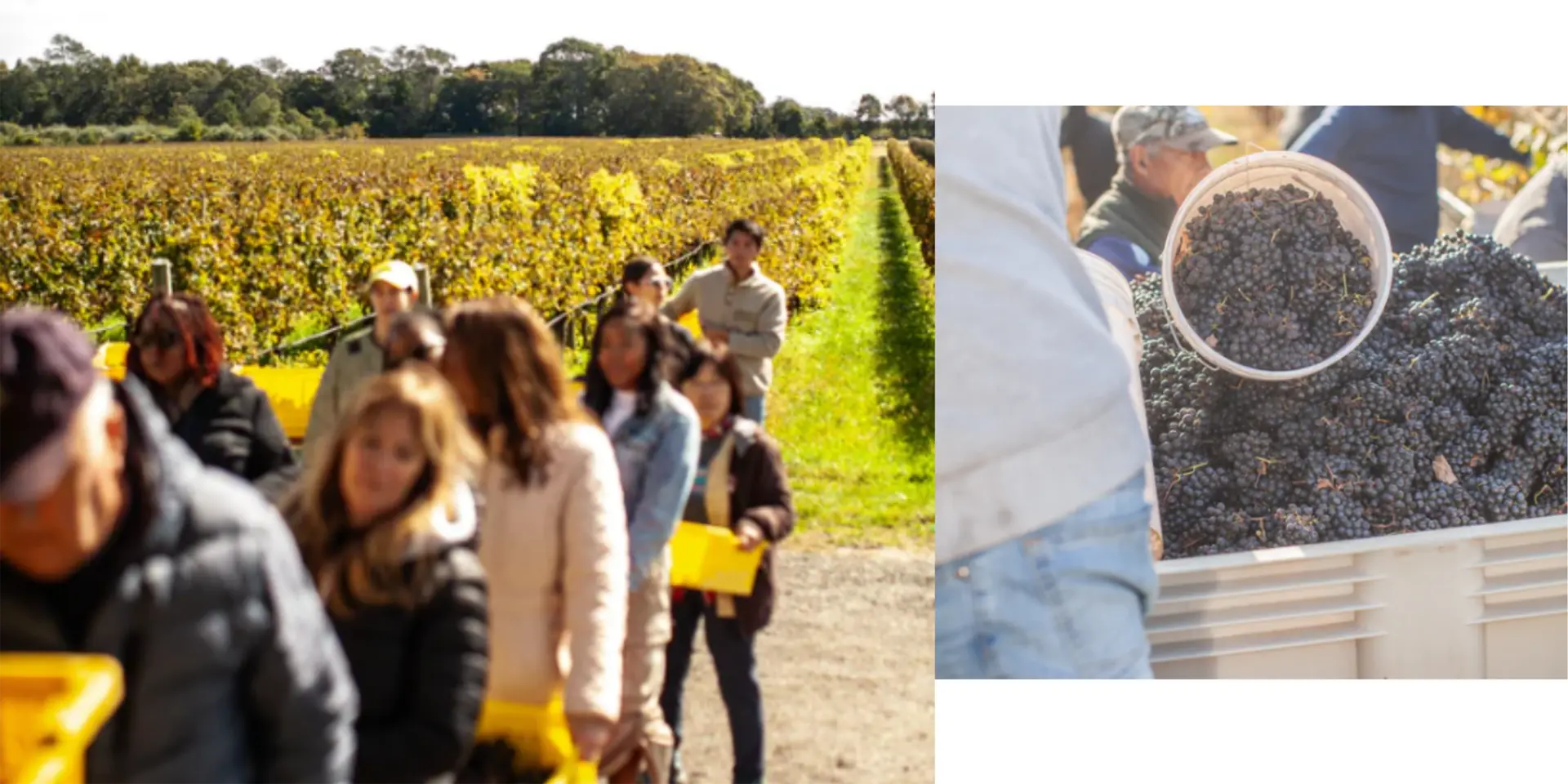 RGNY Wine Harvest Grapes