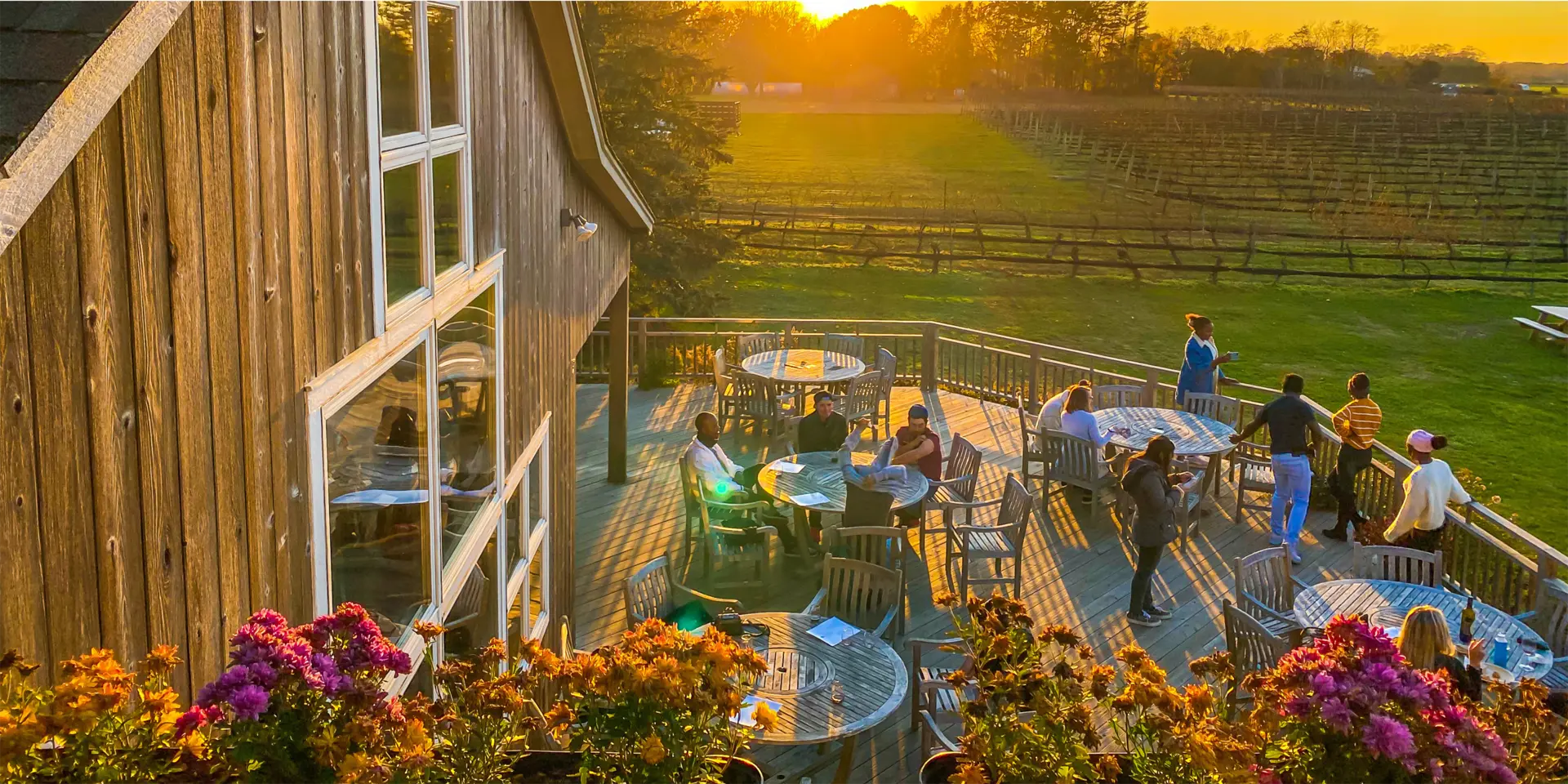 Vineyards in the fall