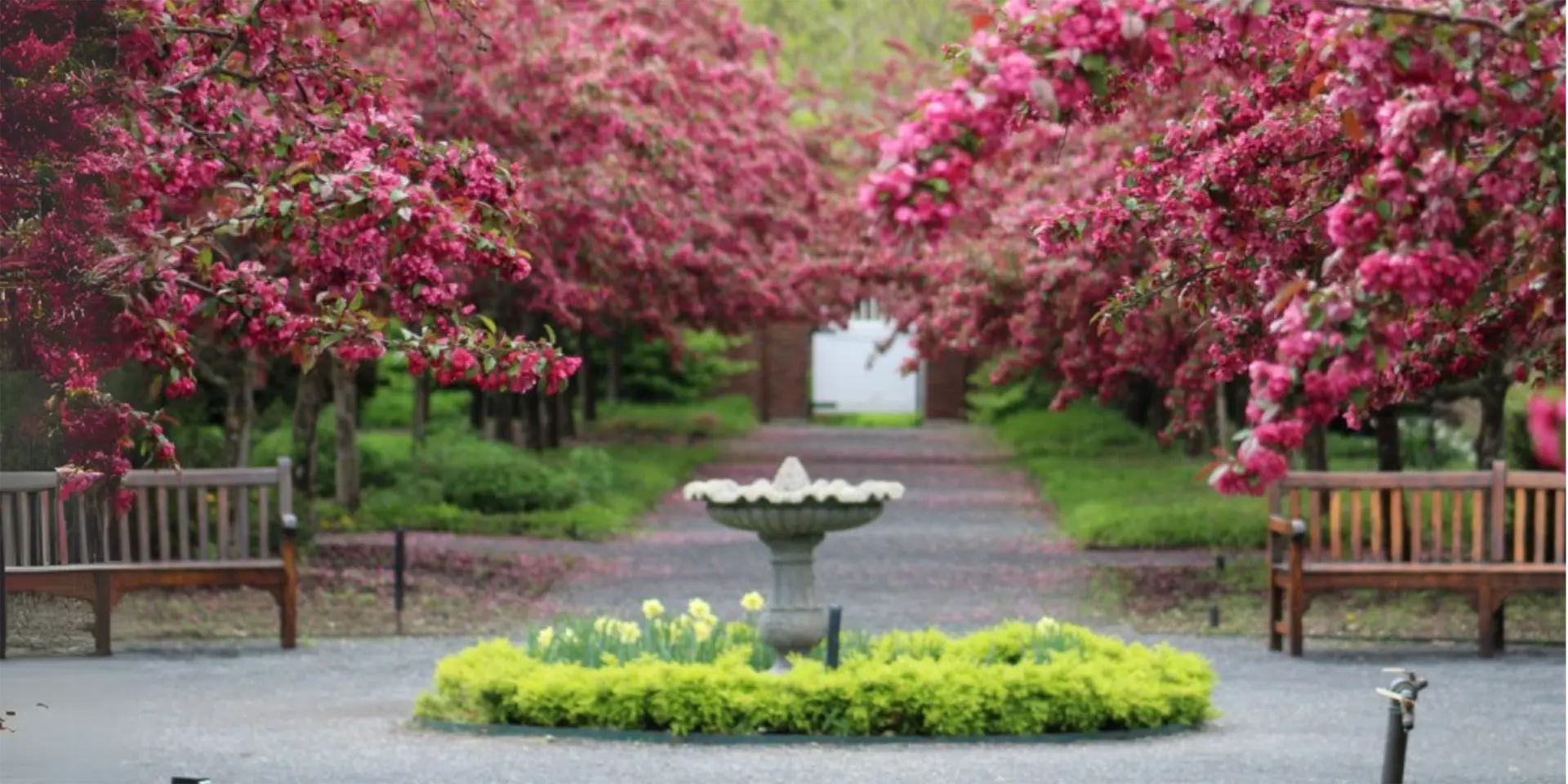 Stony Brook University garden path lined with pink blossoms, featuring a central fountain and lush greenery.