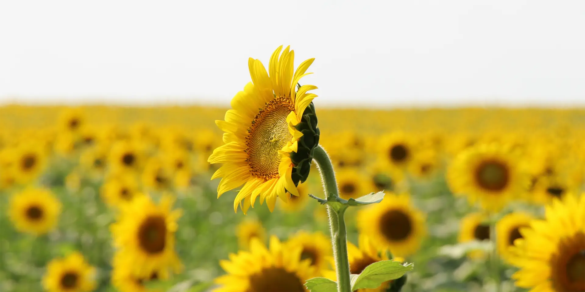 Sunflowers field