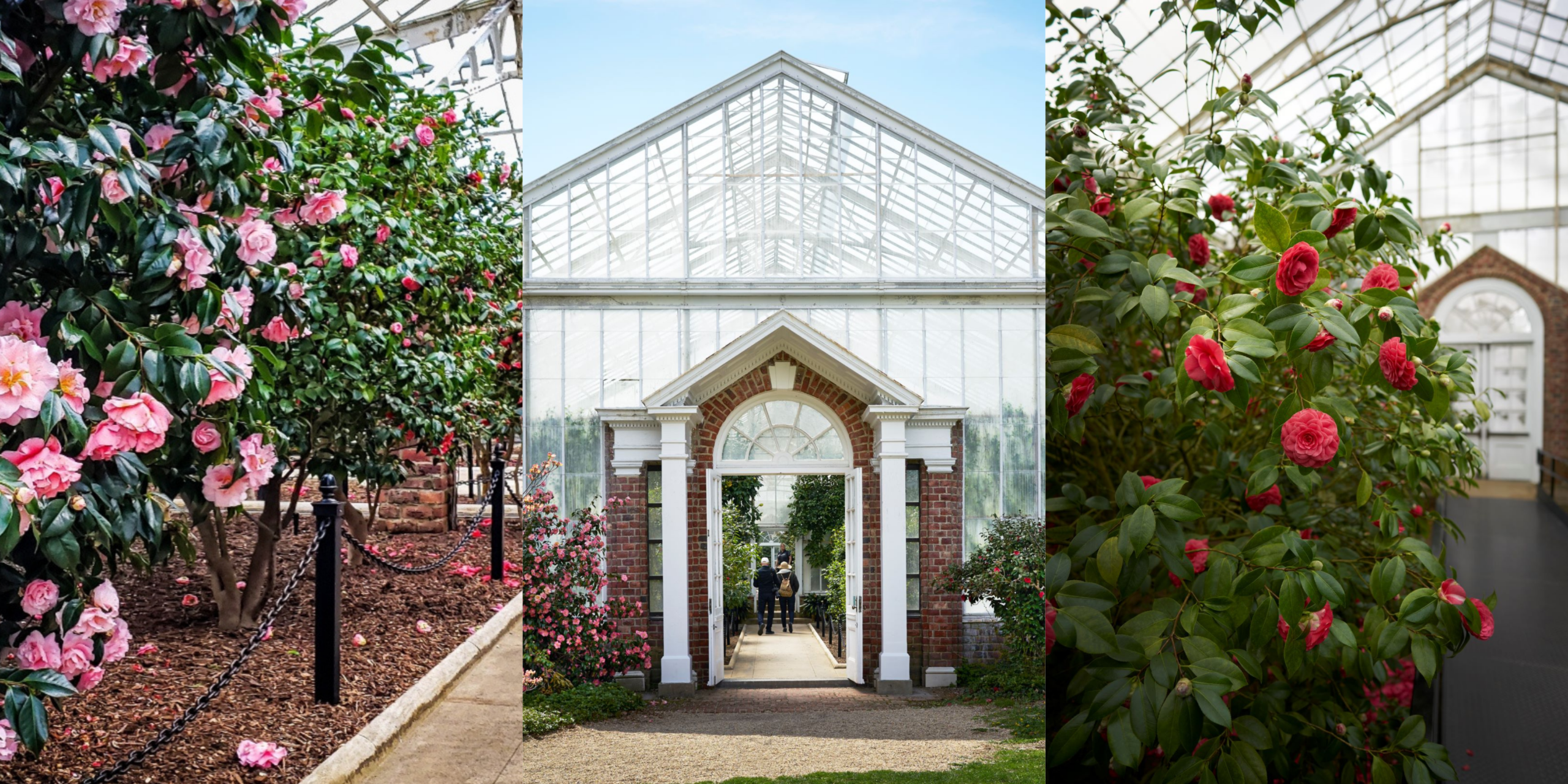 Collage featuring blooming flowers and a vibrant camellia-filled greenhouse entrance.