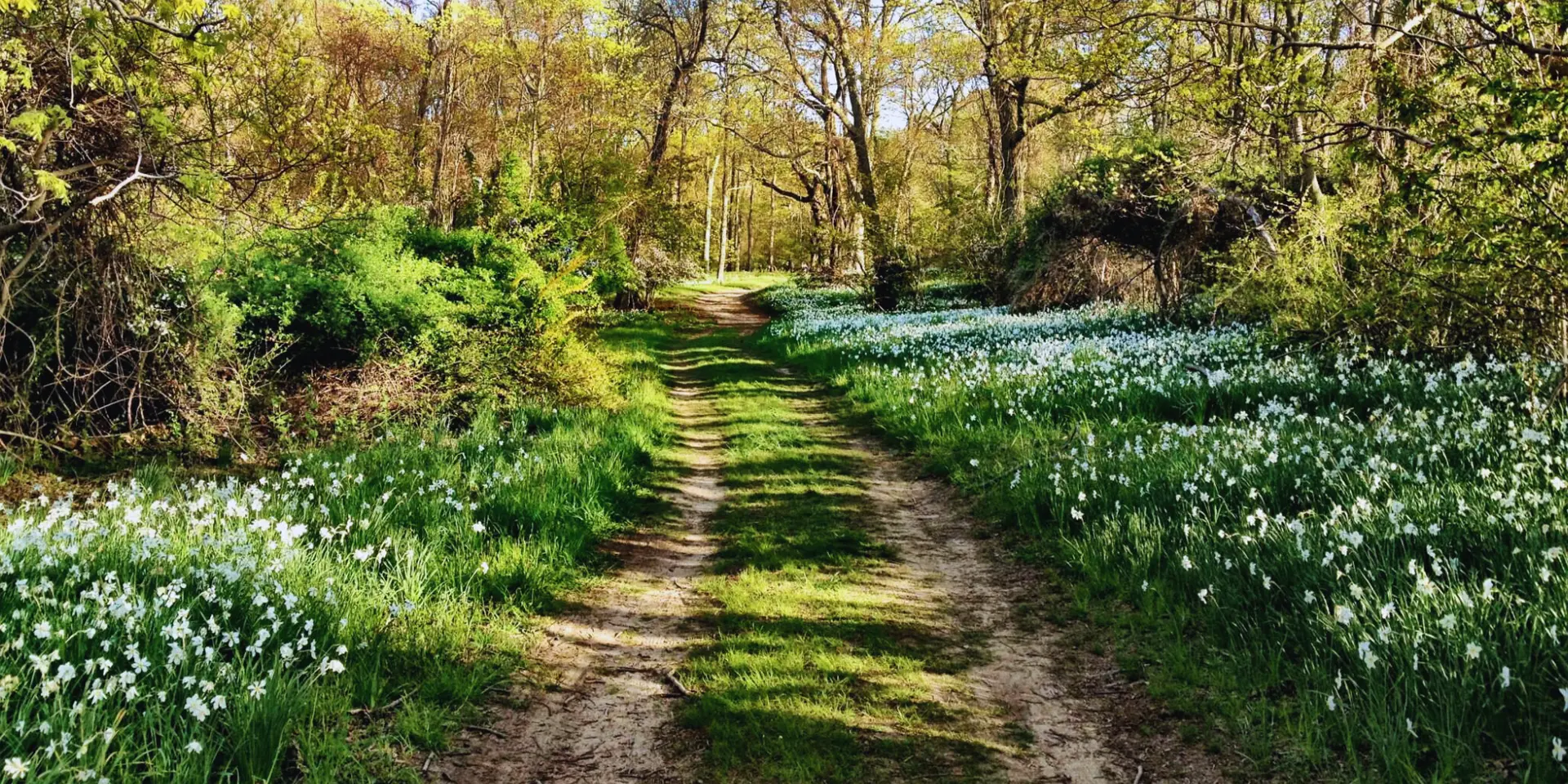 Trail spring