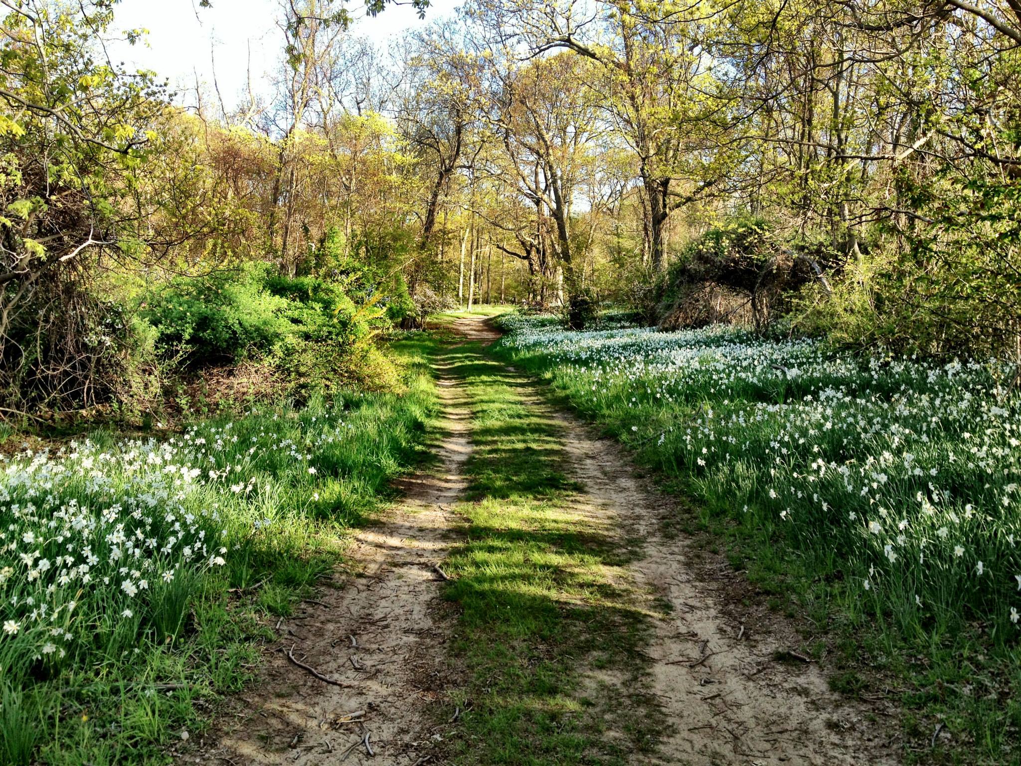 Caumsett State Park bike trail with sunny greenery and white wildflowers.