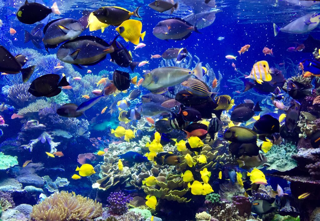 reef fish tank