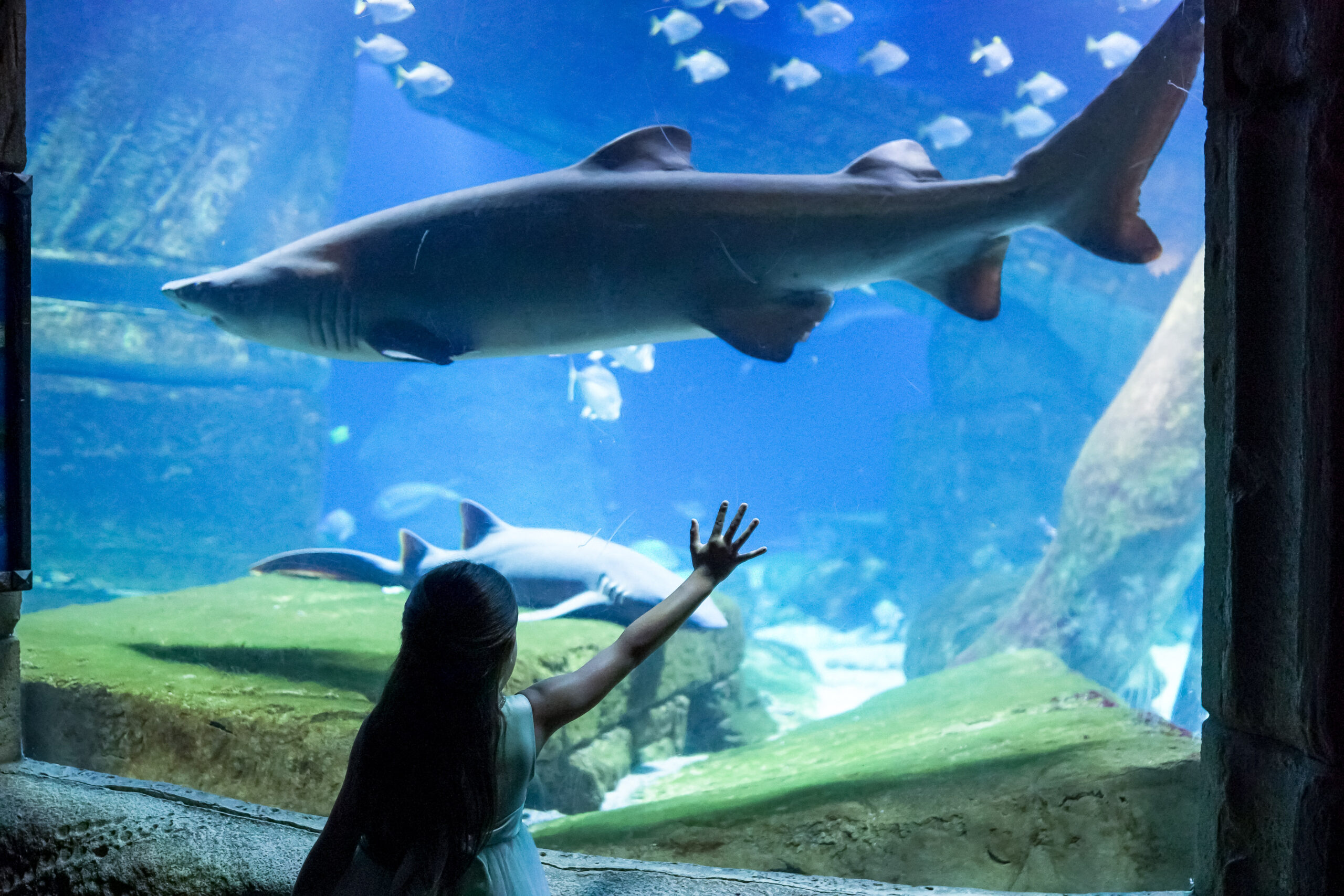 Child viewing sharks and marine life at the Long Island Aquarium in Riverhead, Long Island, New York through a large aquarium window.