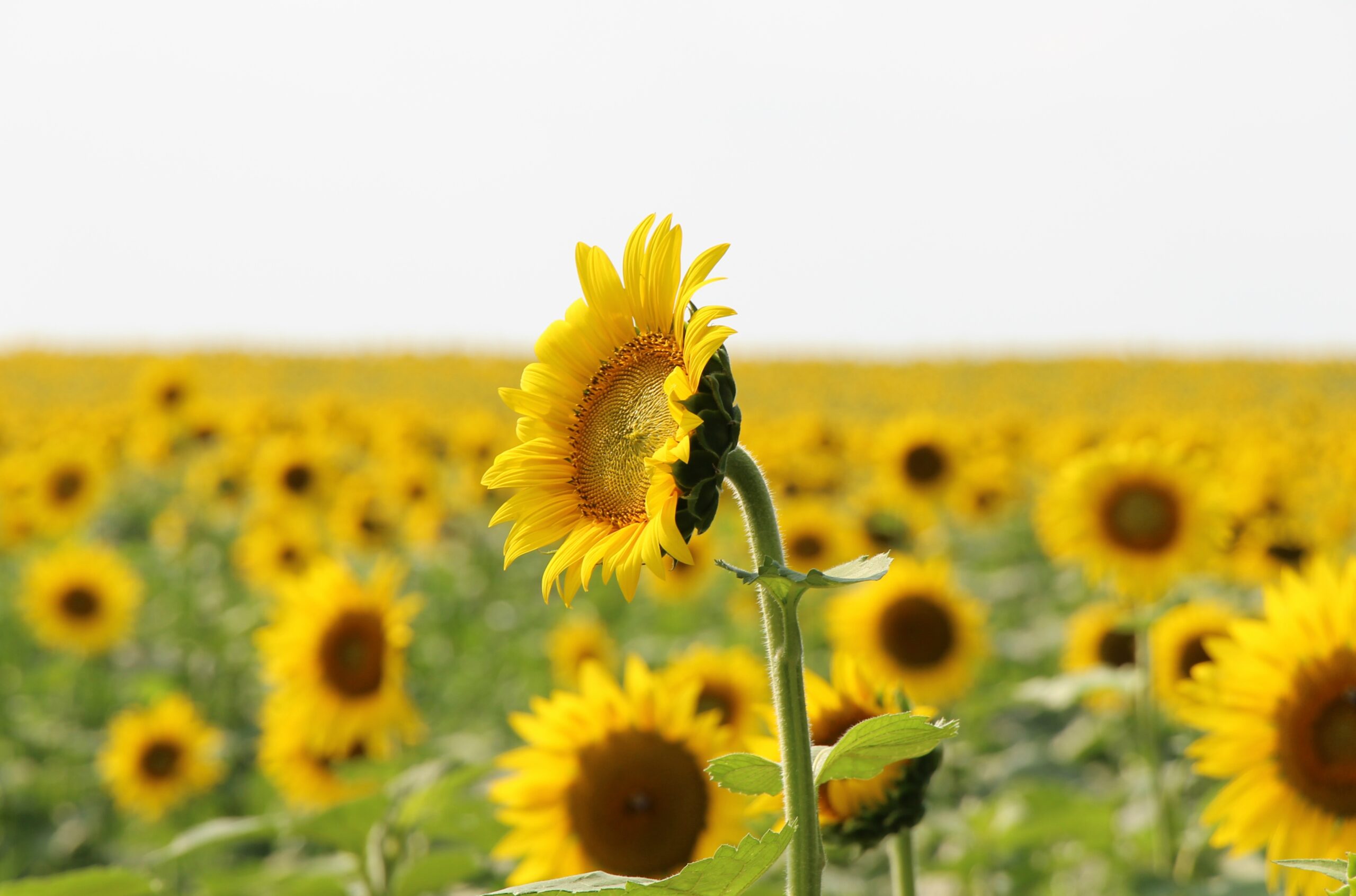 Sunflowers