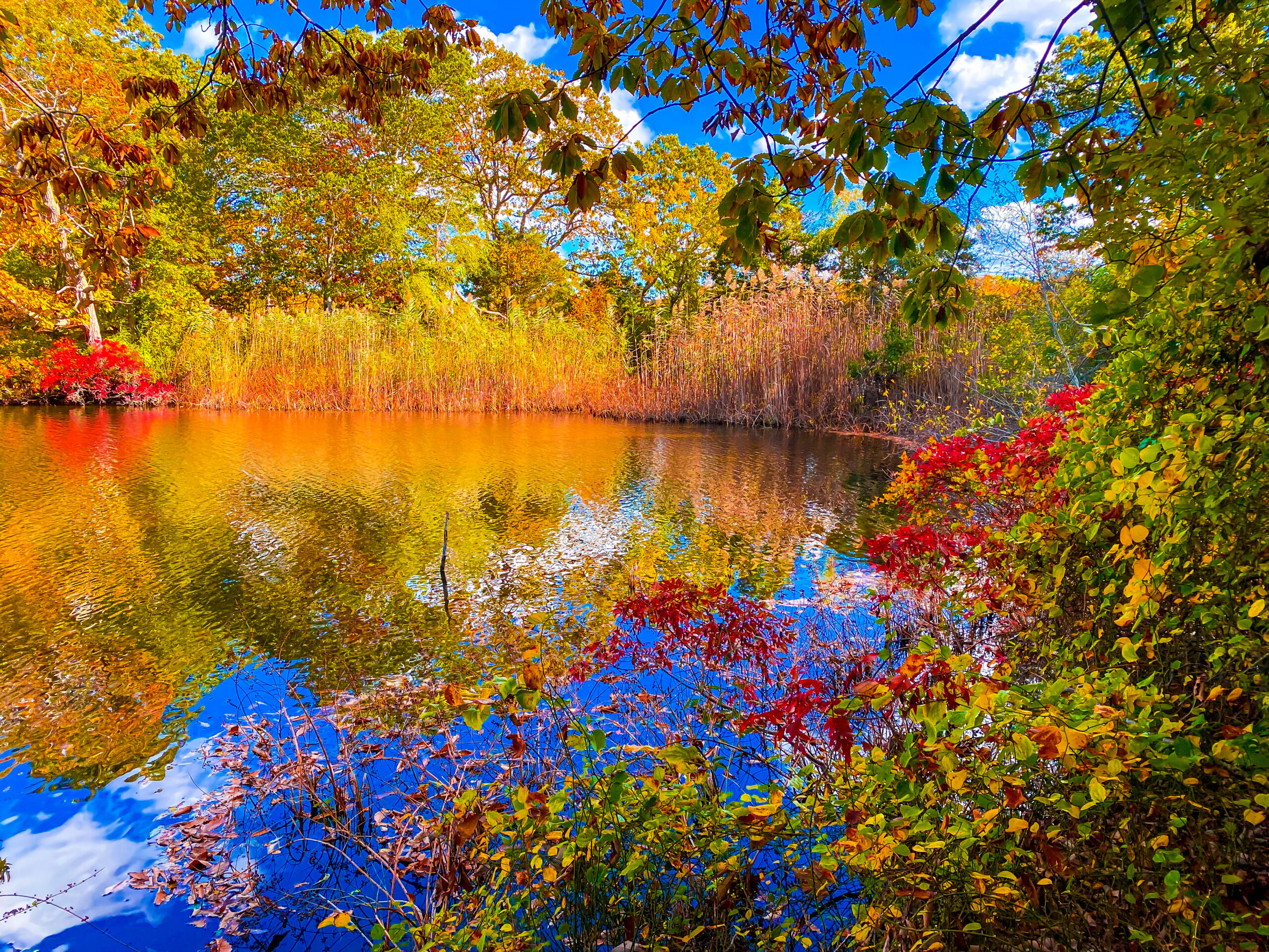 North Fork lake with vibrant fall foliage and bright blue sky reflecting on the water