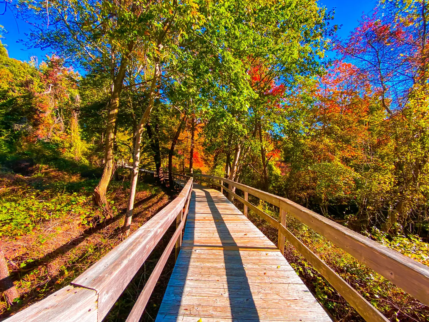 Wooden boardwalk on the South Shore surrounded by vibrant fall foliage under a bright sky
