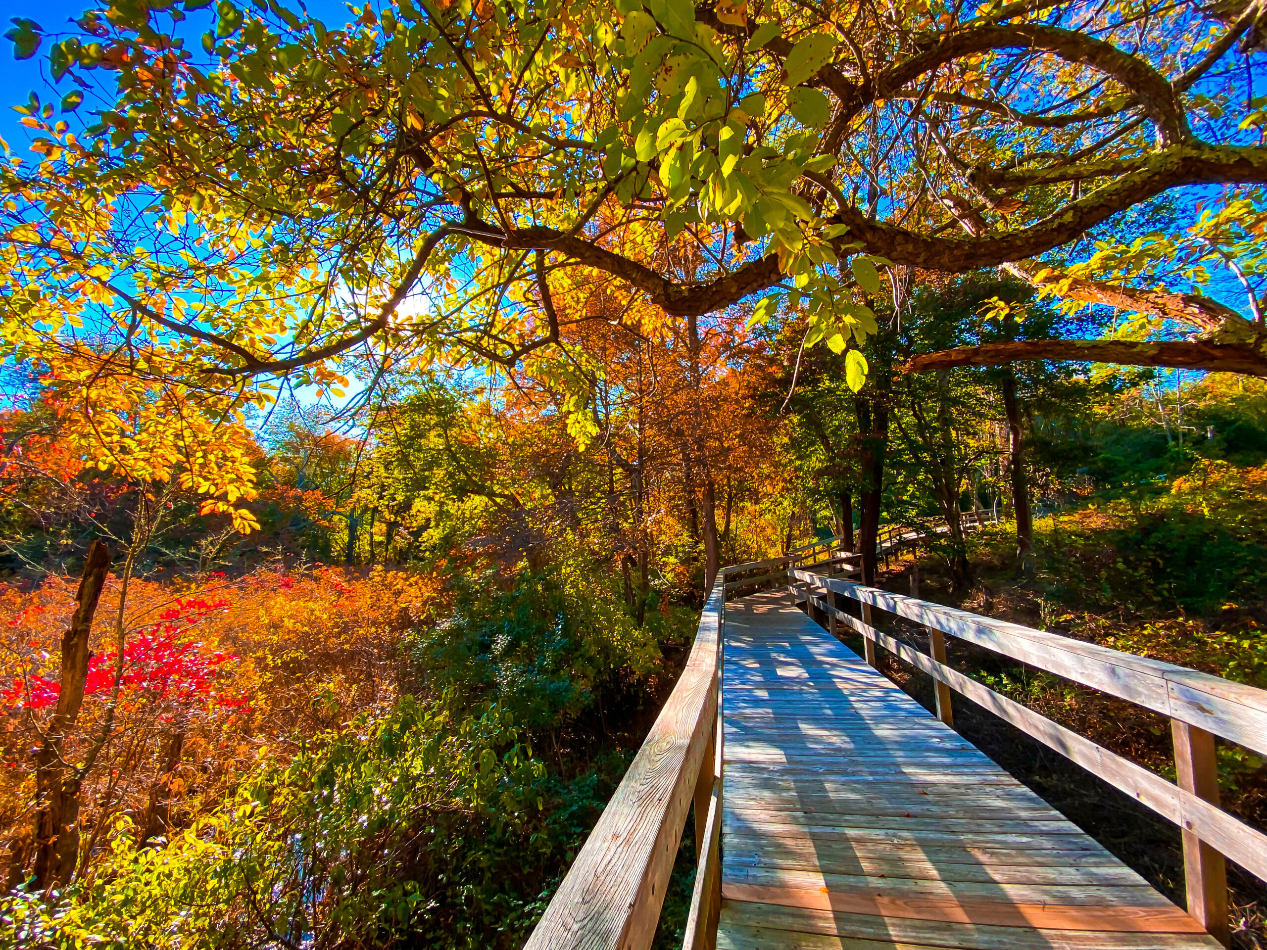 Wooden boardwalk on the North Shore surrounded by vibrant fall foliage under a bright sky