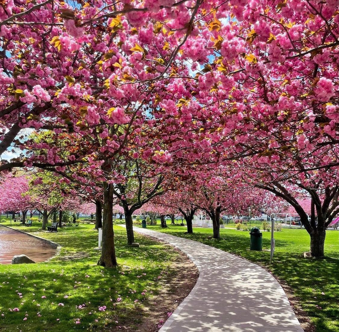 Cherry blossom trees in bloom along a walking path in Babylon, Long Island, New York with landscaped park, pond, and green space.