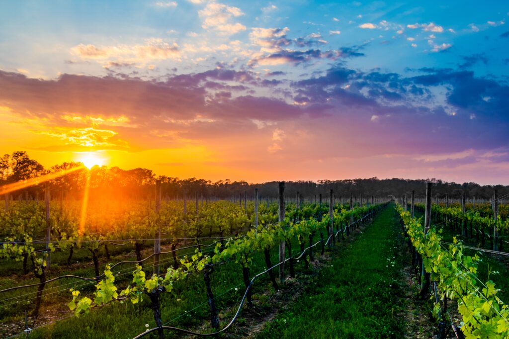 long island wine country sunset