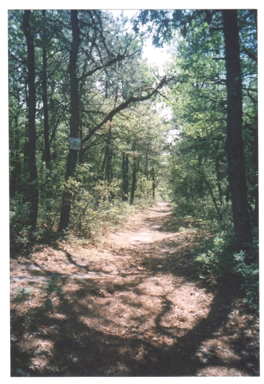 Long Island Pine Barrens