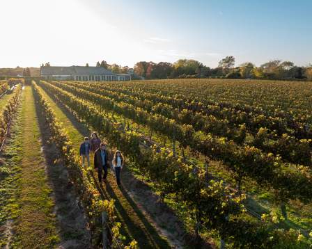 Wolffer Estate Vineyard Drone shot