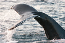 coastal research and education