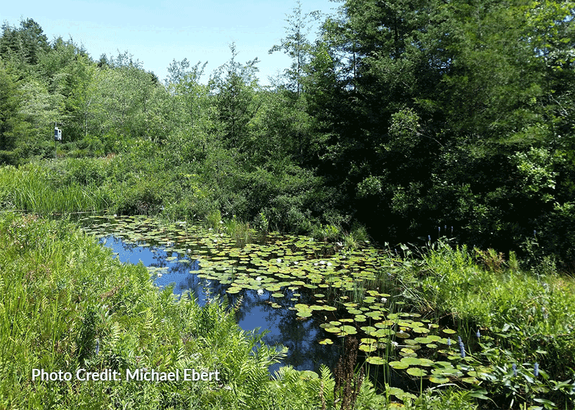 cranberry bog county park