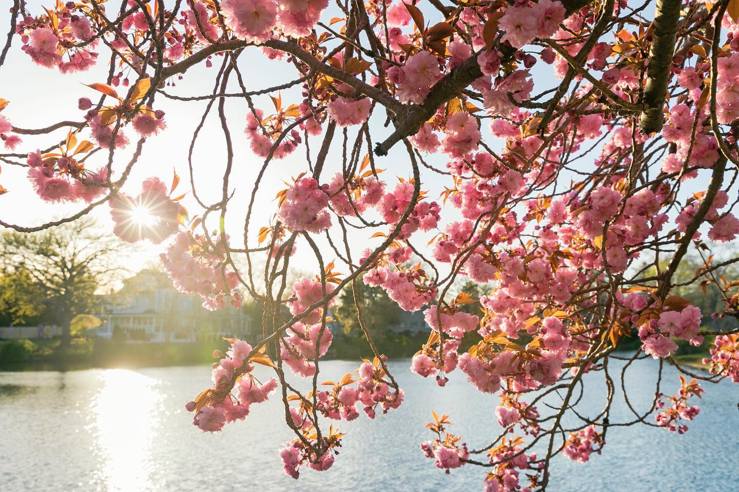 Cherry blossoms in bloom on Long Island in spring