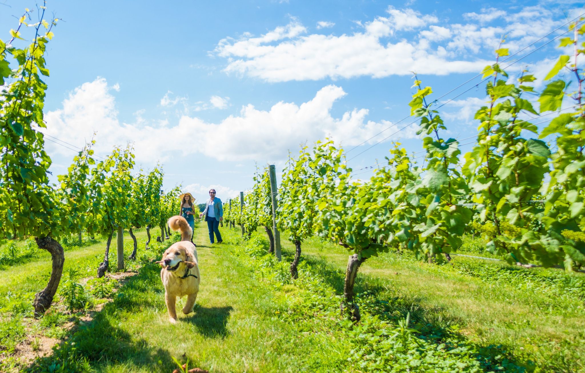 Family walking their dog through a Long Island vineyard