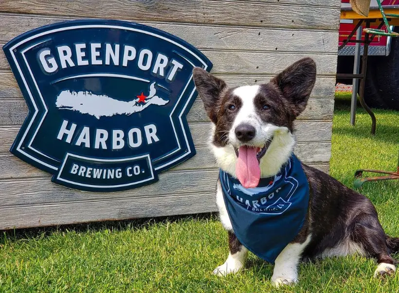 Dog wearing a Greenport Harbor Brewing Co. bandana on Long Island