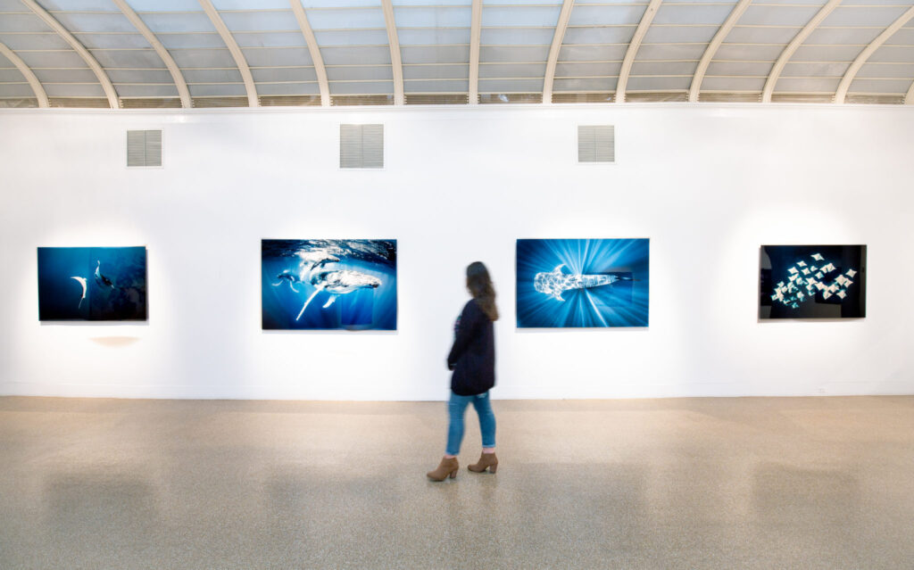 Visitor viewing marine photography exhibit at a Long Island museum