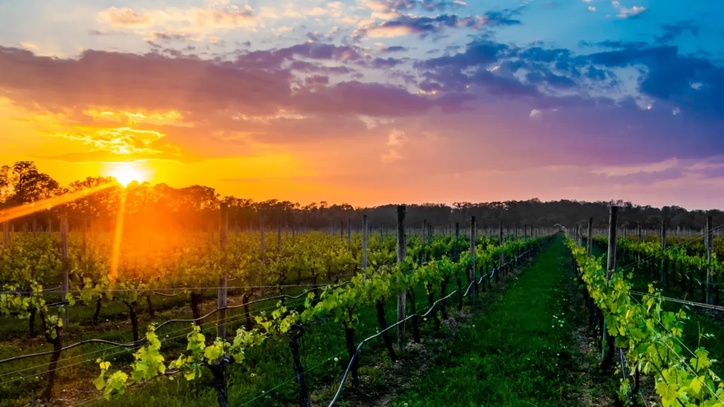 Sunset over vineyard rows in Long Island wine country