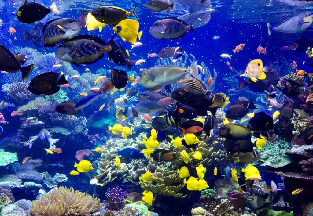 Fish at the Long Island Aquarium
