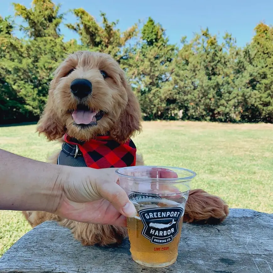 Beer on a table in front of a fluffy brown dog wearing a bandana