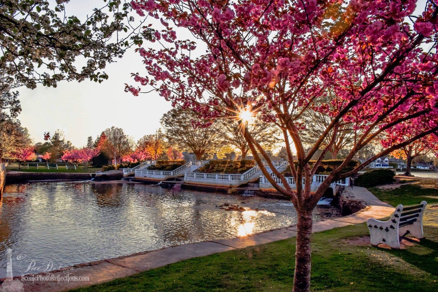 Cherry blossom tree beside a pond at sunset on Long Island