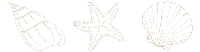 Shells graphic.