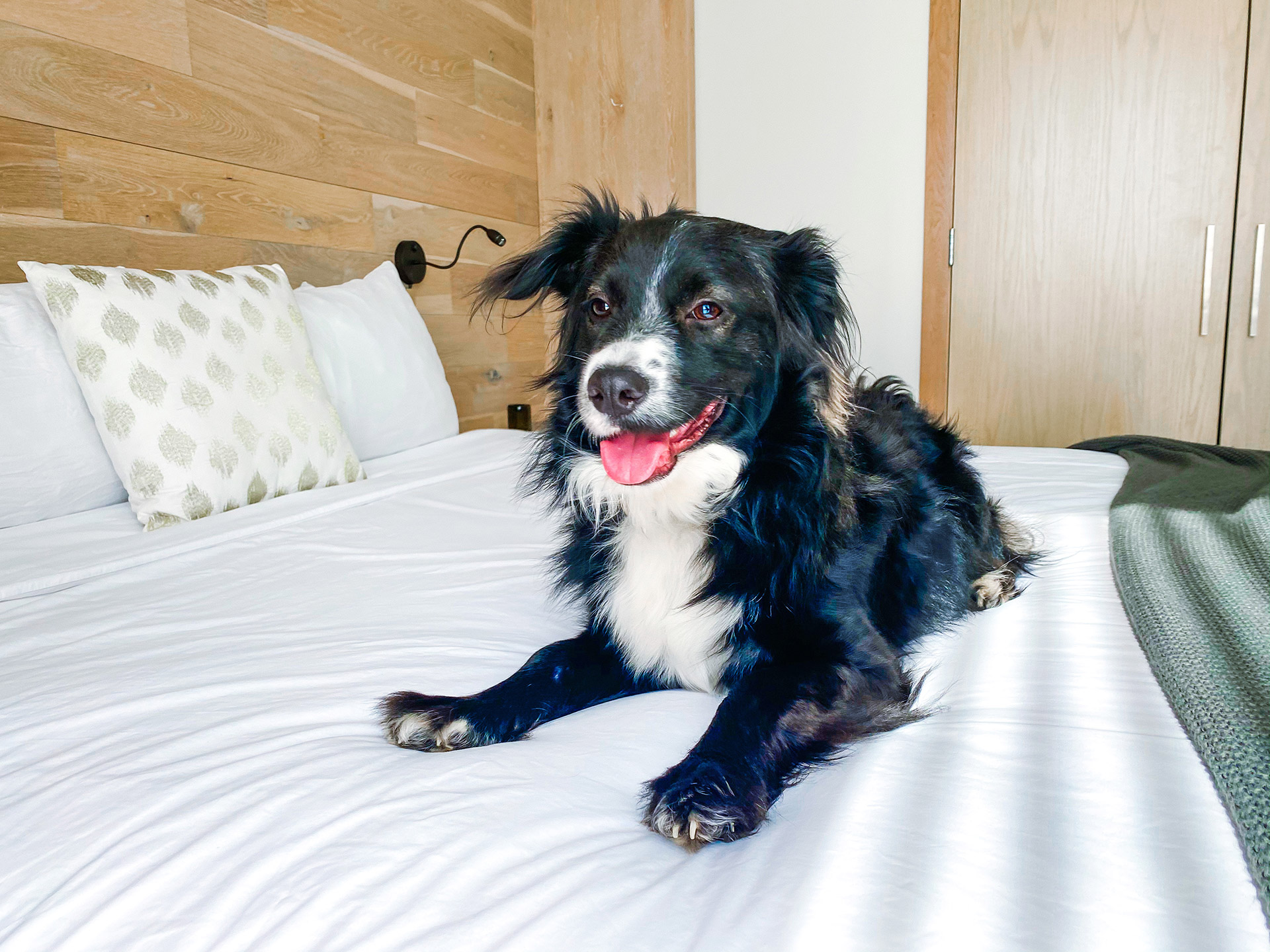 Dog relaxing on a bed at a pet-friendly Long Island hotel